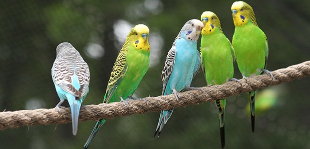 Уход за волнистыми попугаями