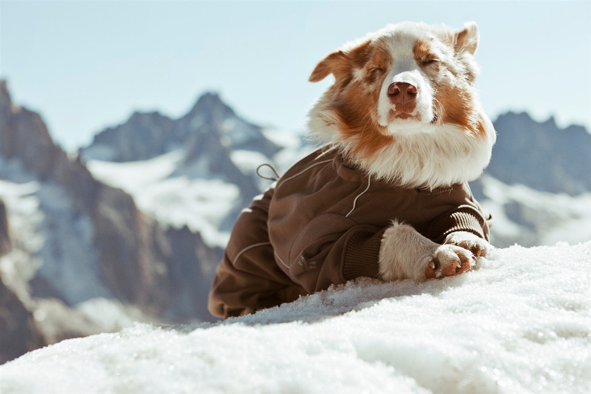 Подготовка собаки к зиме