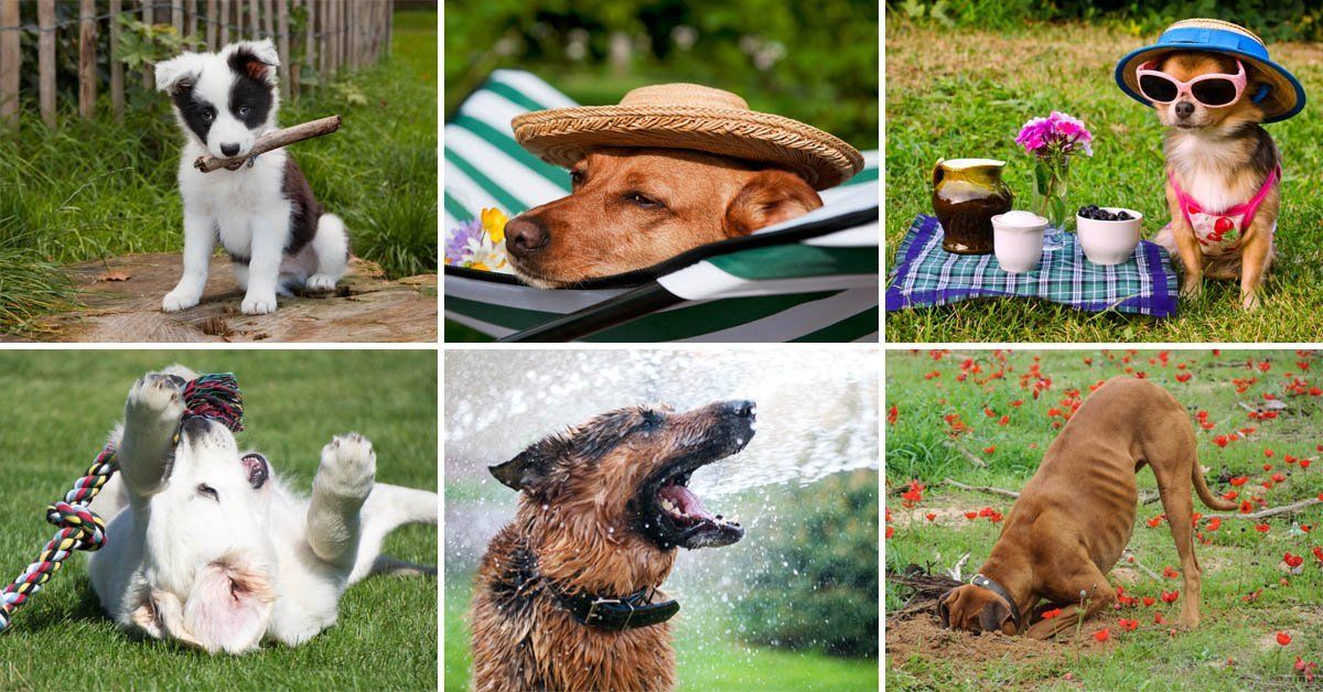 Собака на даче: как подготовить участок и питомца к дачному сезону