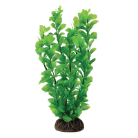 Растение "Людвигия" зеленая, 300мм